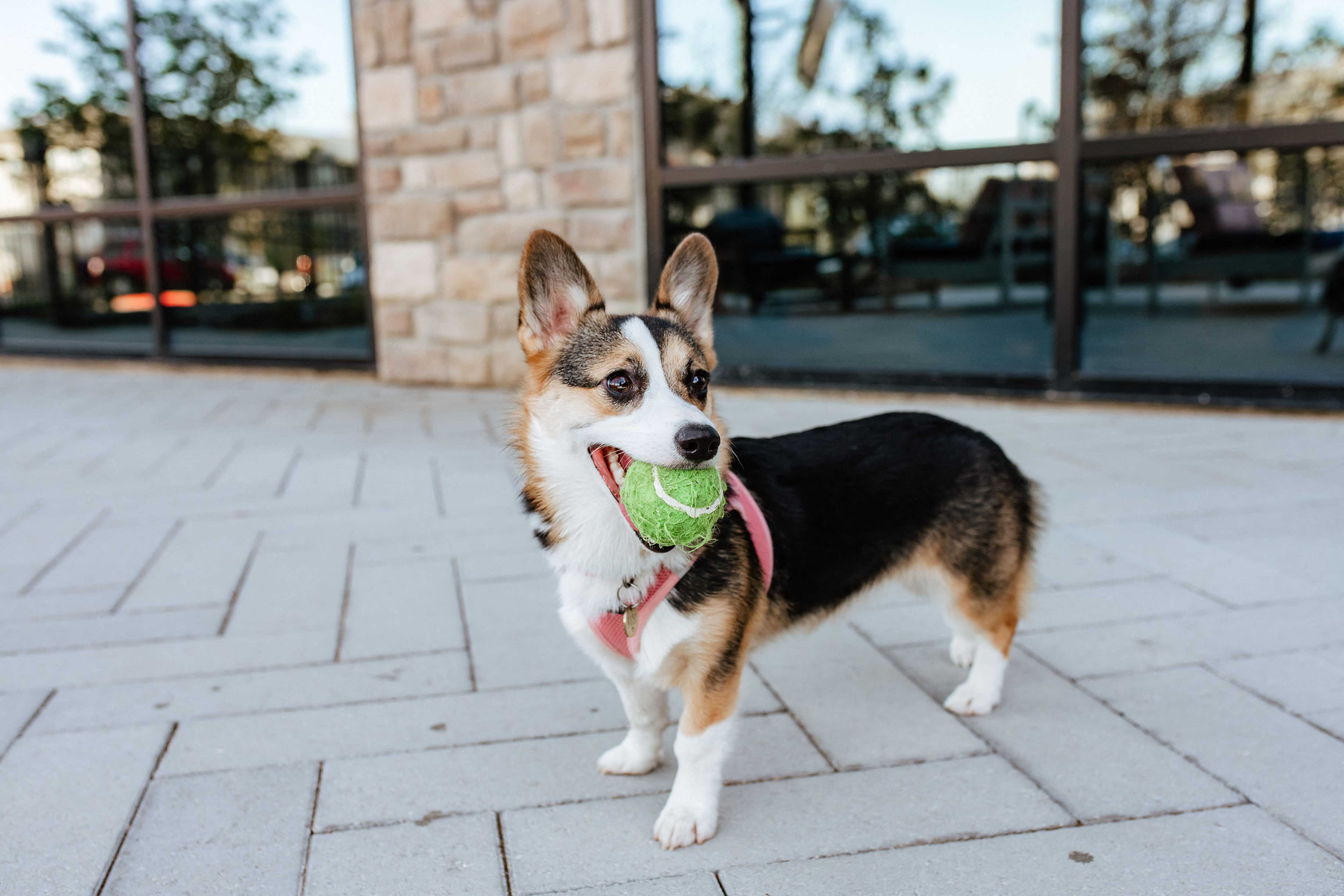 Pet friendly community